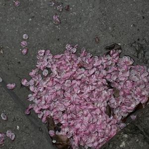 欧美老女人性爱视频
